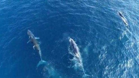 湘南海洋vs鸟栖砂岩现场直播——J2联赛保级6分战