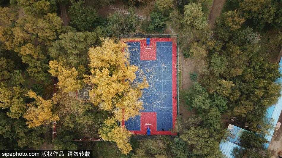 俯瞰视角下，金黄色的落叶如同碎金般洒满整个篮球场，绿色的地面与黄色的叶子交织出秋日独有的色彩交响曲。